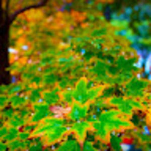 Meet your Posher, Roseanne